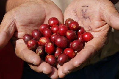 「83粒の完熟果実」で、新しい贅沢を味わう。